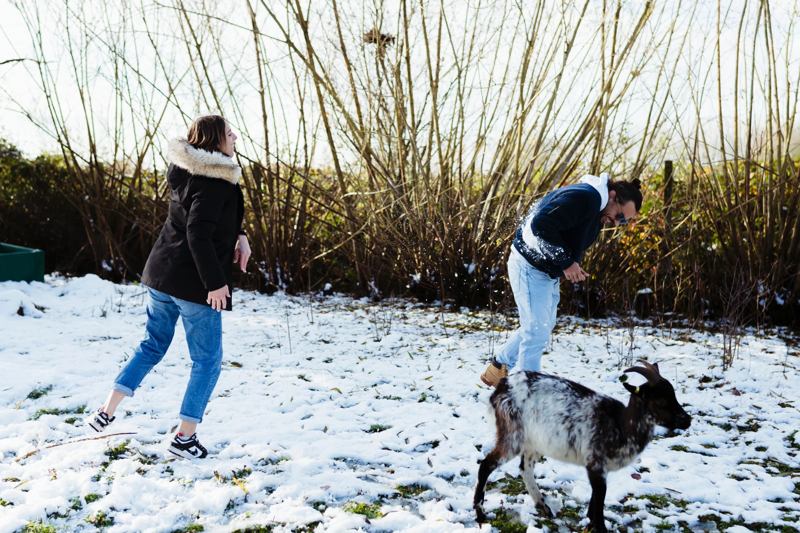 photo de parents faisant une bataille de boule de neige pendant une séance photo famille à fontainebleau en hiver