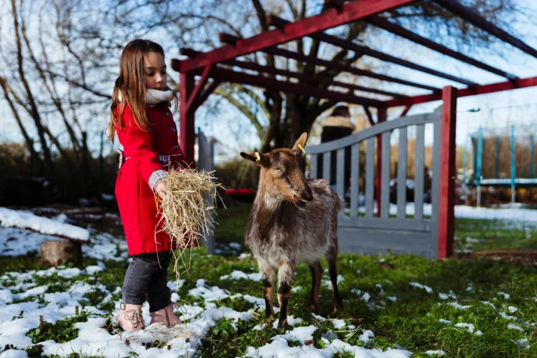 Portrait d'une petite fille qui nourrit sa chèvre dans son jardin à fontainebleau pendant une séance photo de famille sous la neige