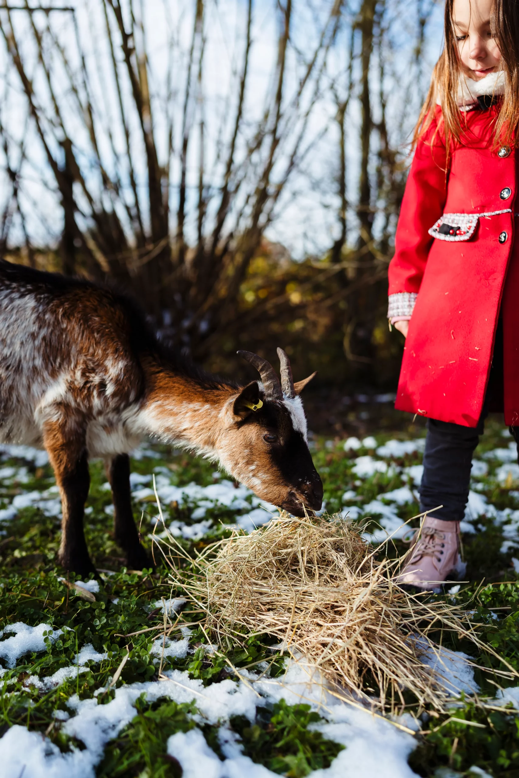 Photo d'une chèvre dans le jardin d'une famille pendant une séance famille avec animaux à fontainebleau
