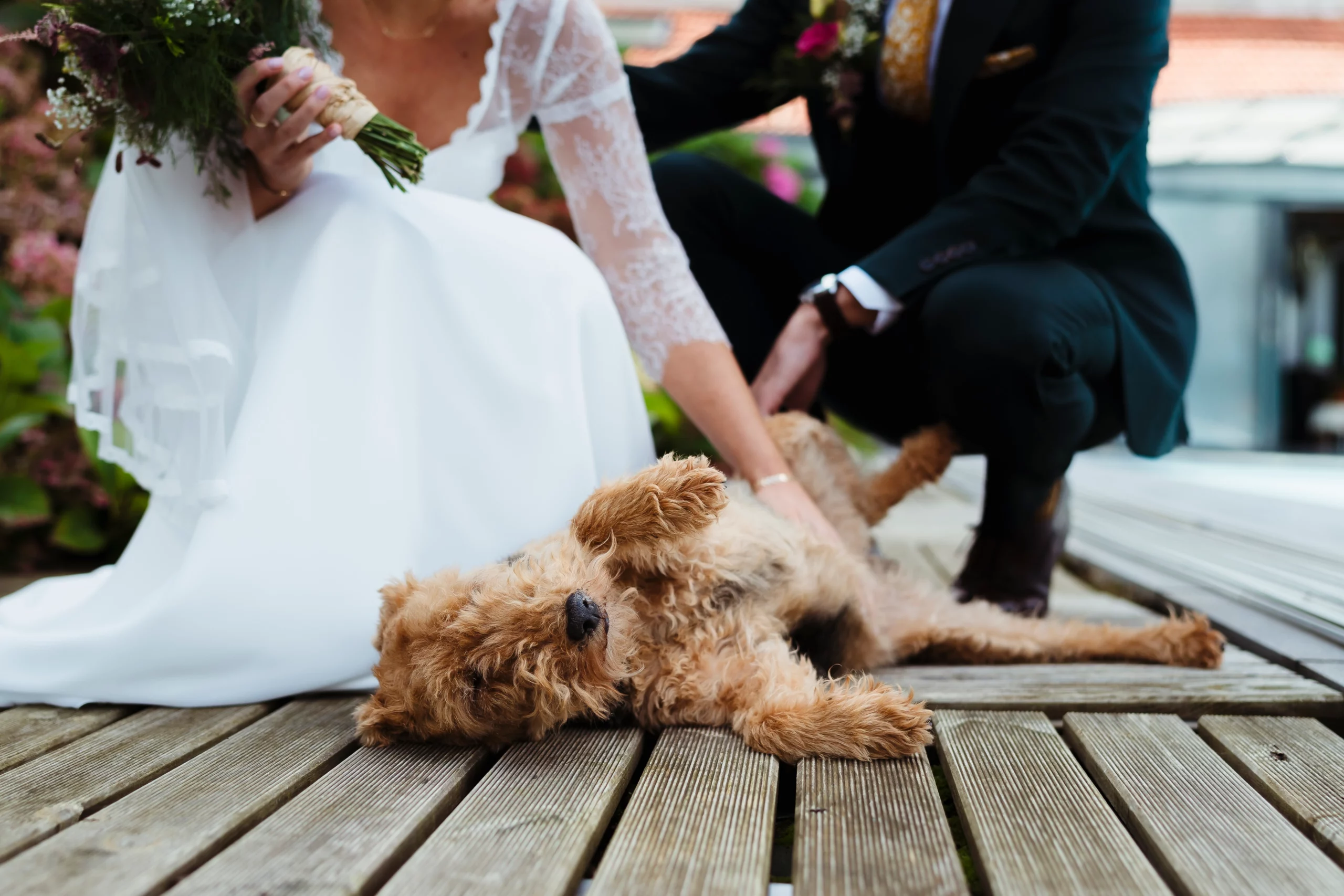 portrait d'un chien pendant un mariage laïque à fontainebleau