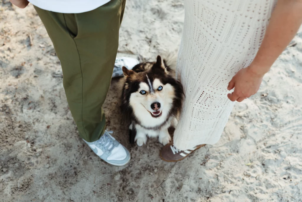 Photo d'un chien entre ses maîtres pendant une séance photo mariage à fontainebleau