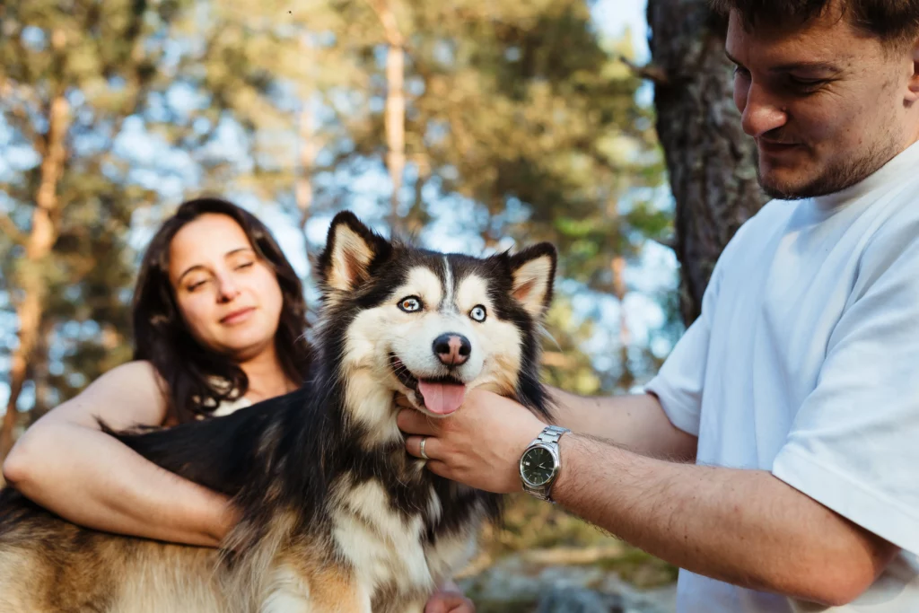 portrait d'un chien aux yeux bleux pendant une séance photo couple au coucher du soleil a fontainebleau