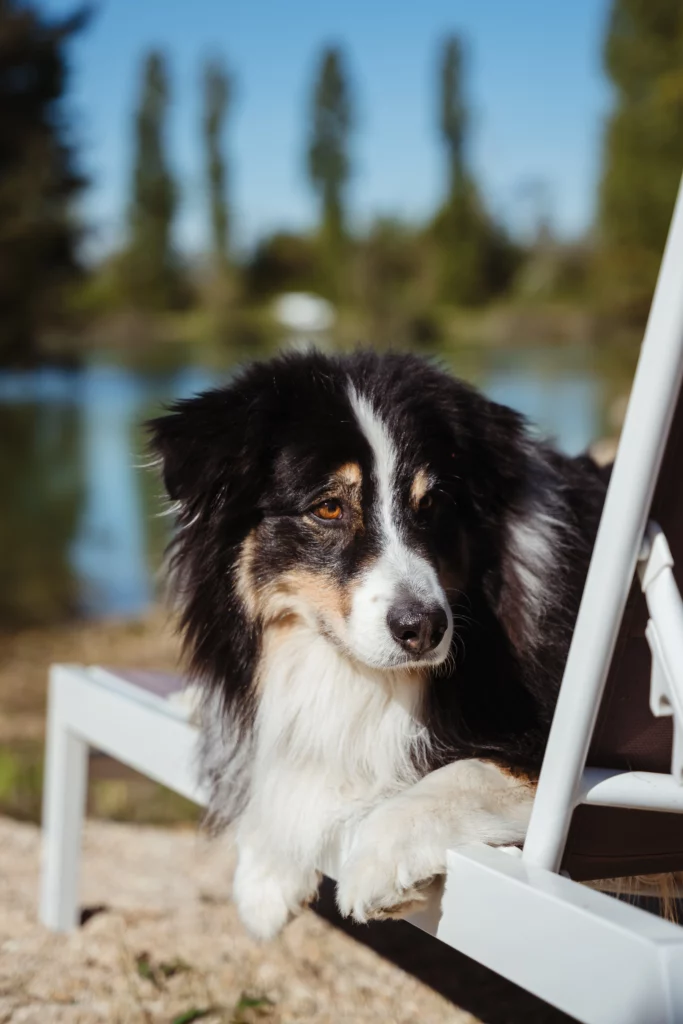 chien profitant d'un week-end dog friendly aux Etangs de la Bassée en Seine et Marne