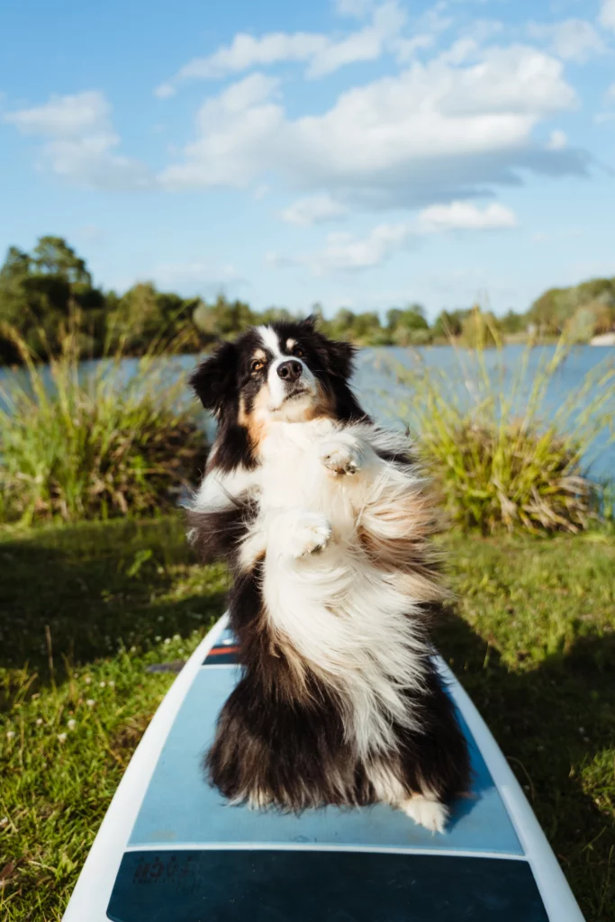 chien pendant un mariage aux Etangs de la Bassée à côté de Fontainebleau